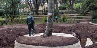 Palma de cera de La Independencia fue reubicada por Bolívar Ecuestre 