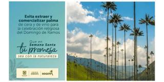 Semana Santa: Ambiente inicia campaña de protección de palma de cera 