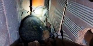 Rescate de Canela, gatita atrapada en ducto de un edificio