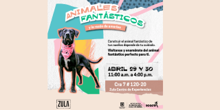 Dónde adoptar perros o gatos en Bogotá. Jornadas 29 y 30 de abril 2023
