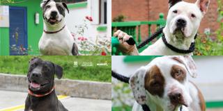 Jornada de adopción de perros de raza especial el 22 y 23 de abril 