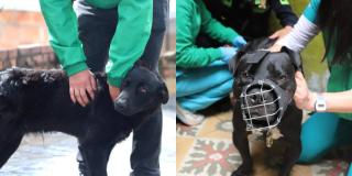 Distrito rescata dos perros por maltrato en Engativá y Puente Aranda 