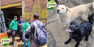 Dónde reportar o denunciar maltrato animal en localidades de Bogotá 