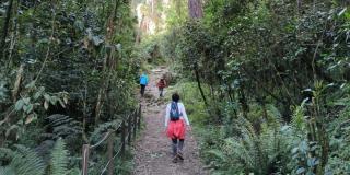 Bogotá: Así puedes visitar este mes el sendero de la Quebrada La Vieja