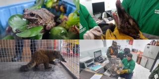 4 animales silvestres recuperados en Usme, Usaquén y El Dorado Bogotá