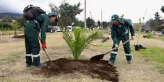 Más de 300 árboles se plantaron en corredor vial La Aurora en Usme 