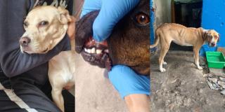 Distrito rescata a tres caninos de maltrato animal localidades Bogotá 