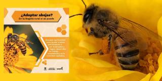 Convocatoria para adoptar colonias de abejas en zona rural de Bogotá 
