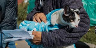 Esterilización gratuita de perros y gatos en Bogotá: cupos para agosto