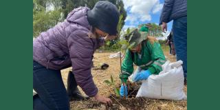 Plantación de 485 árboles en el humedal Capellanía en Fontibón Bogotá 