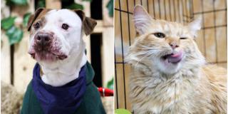 Agosto 19 y 20: jornada de adopción de perros y gatos, Expopet Bogotá