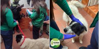 IDPYBA rescata a niño, perro en malas condiciones en Ciudad Bolívar