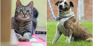 Adopción de perros y gatos en Suba este 24 de septiembre