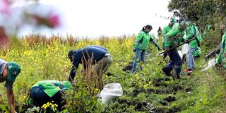 UAESP ha plantado más de 83.000 árboles en zonas aledañas a Doña Juana