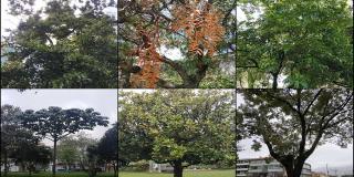 Árboles enfermos y la ayuda del Jardín Botánico de Bogotá