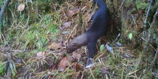 Cámaras trampa del Distrito captan fauna silvestre en Sumapaz