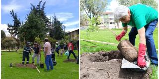 Mujeres Reverdecen plantaron 128 árboles Bosque Urbano en Santa Helena