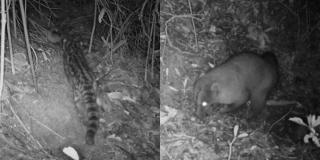 Cámaras captan un tigrillo y más especies en los Cerros Orientales