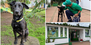 Proceso de rescate, rehabilitación y adopción de perros y gatos Bogotá