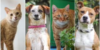 Adopción de perros y gatos en La Santamaría del 15 al 18 de diciembre