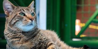 Paturro, uno de los gatos que están en adopción en Bogotá este 2023