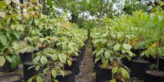 IDU y Jardín Botánico alistan arbolado del Corredor Verde Séptima