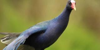 Líneas de atención para reportar un ave desorientada o en peligro en Bogotá 