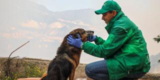 74 animales domésticos atendidos en las zonas afectadas por incendios forestales