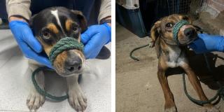 Autoridades lograron encontrar a dos perritas ¡Madres de cachorros rescatados!