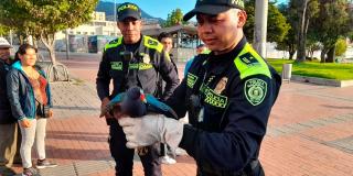Autoridades rescataron un ave conocida como tingua azul en La Candelaria 