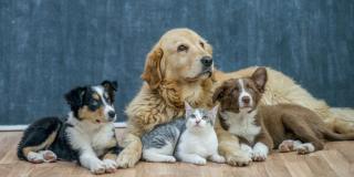 Cómo Cuidar a tus Mascotas durante Incendios Forestales