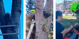 Bomberos rescata a un gato que estaba atrapado en un árbol en Engativá 