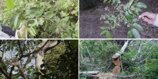 Descubren primera especie de cedro endémica de Colombia 
