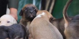 Así rescataron a 16 cachorros y a sus madres en el incendio del cerro El Cable🐶