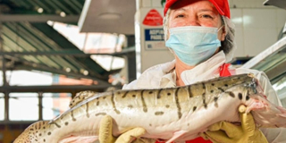 Compra pescado en Semana Santa en las plazas distritales de mercado