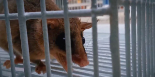 Policía rescató una marmosa y a sus crías en Corabastos 