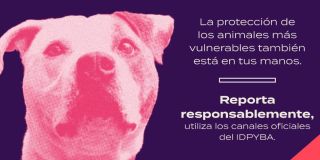 Canales de atención oficiales para reportar casos de maltrato animal 