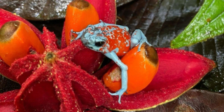 Día Mundial de la Vida Silvestre: ranas recuperadas fueron liberadas