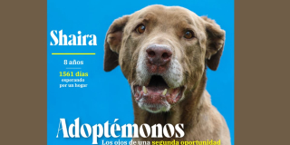 Adopta a uno de estos perros con el IDPYBA 