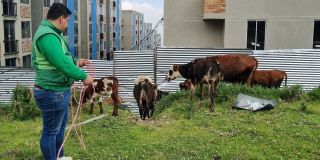 Distrito rescató bovinos en lamentables condiciones en San Cristóbal