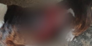 12 meses de prisión para hombre que causó grave fractura a su mascota en Bogotá