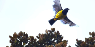 Día Internacional de las Aves Migratorias: aves recuperadas en Bogotá