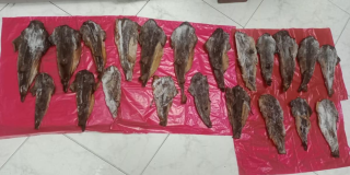 Autoridades incautan carne de tiburón en un restaurante de Bogotá 