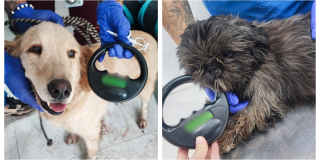 Rescate de caninos en Ciudad Bolívar Bogotá de criadero clandestino