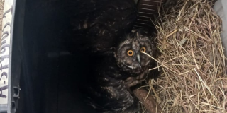 Distrito reubicó a 19 animales silvestres rescatados en Bogotá