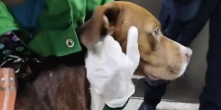 Canino usado para mendicidad en Bogotá fue rescato por Distrito