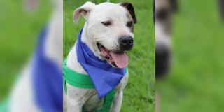 Cómo evitar que tu perro o gato se asuste con el ruido de la pólvora