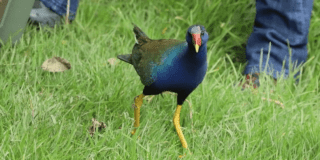 Tingua azul Foto: Secretaría de Ambiente