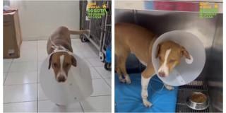 Perro Pomelo fue salvado por Urgencias Veterinarias IDPYBA en Bogotá