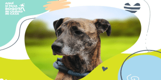 Perros y gatos en adopción en Bogotá durante el 2025 jornadas y más